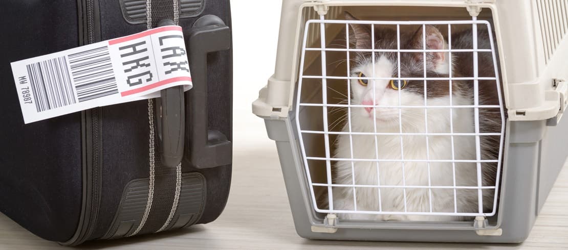 A Cyprus cat sitting in a travel carrier next to a suitcase.