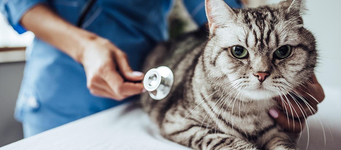 grey stripy cat being examined by vet
