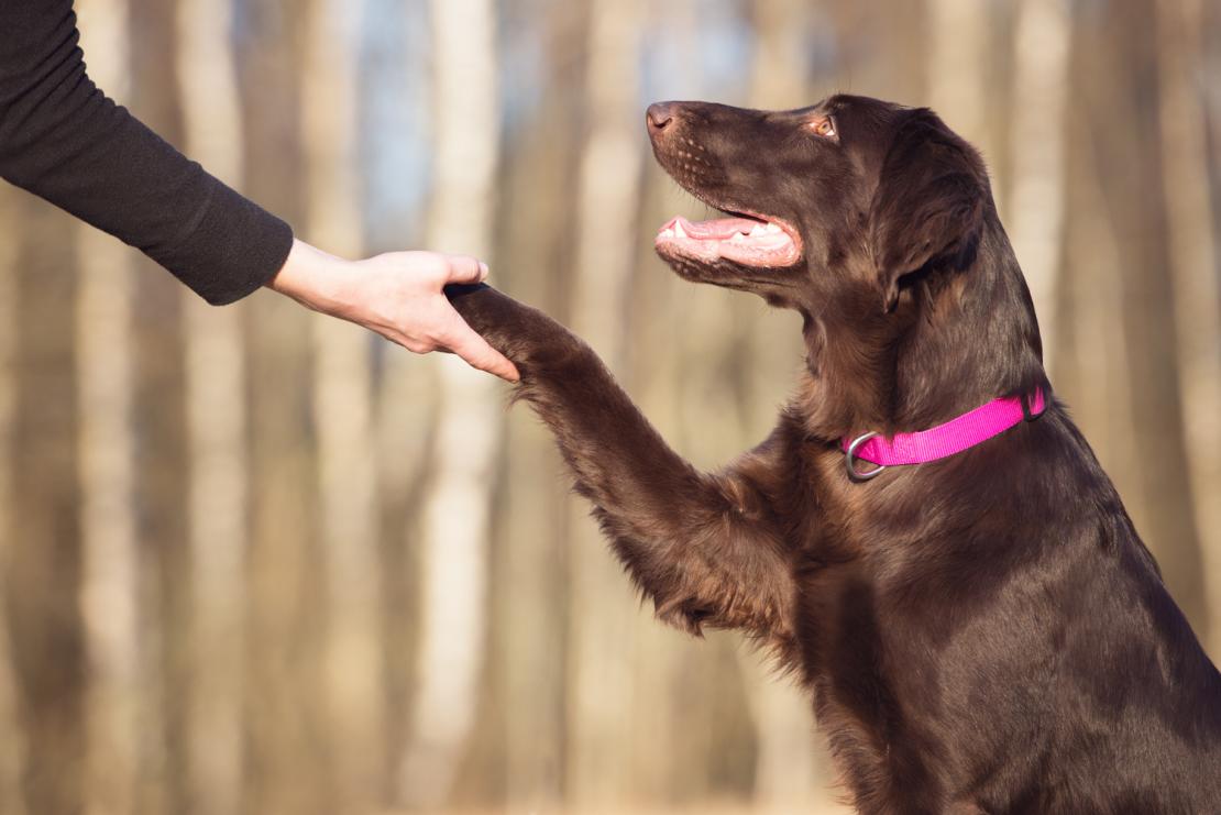 how old to teach dog tricks