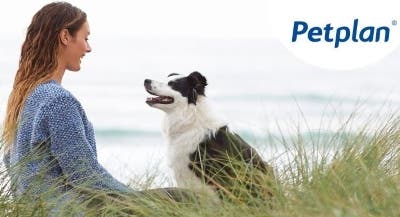 Petplan and Elanco