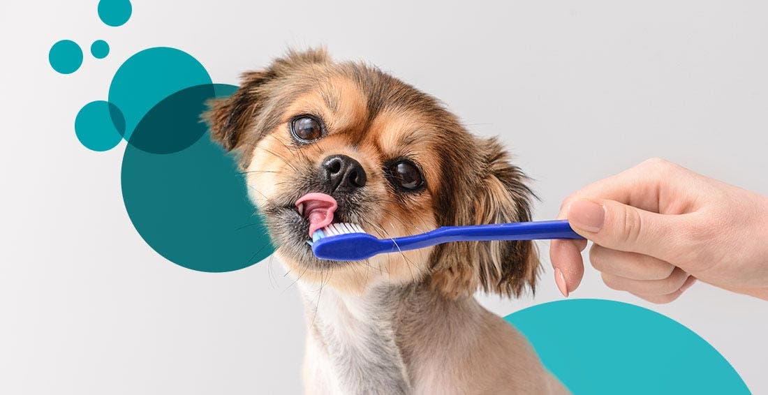Owner uses tricks to brush dog’s teeth