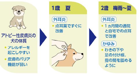 アトピー性皮膚炎の犬の体質（1－2歳まで）