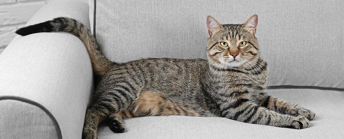Tabby cat lounging on chair