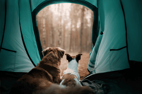 Two dogs sitting in a tent