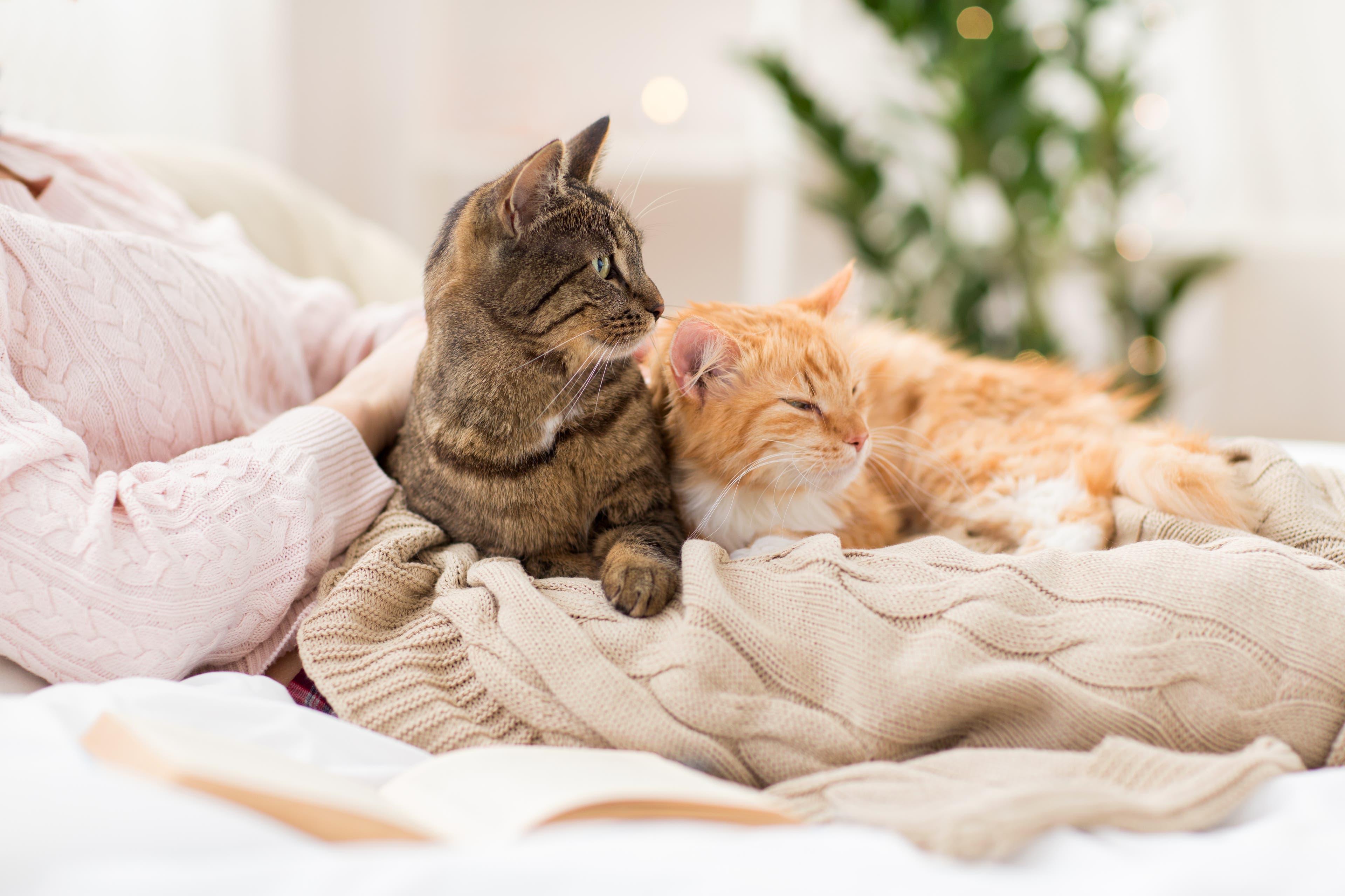 Two cats in a blanket