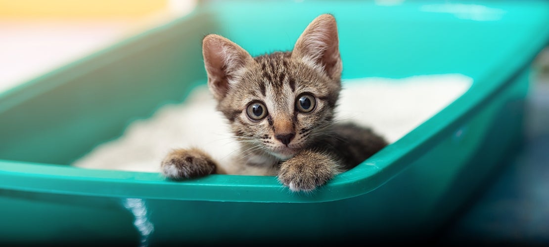 Bengal kitten sitting on the edge of the litter box. 