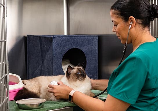 Cat sitting on table relaxed, while vet is checking the cats heartbeat