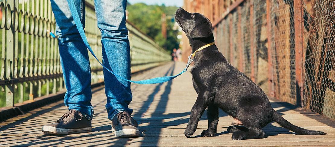 Cachorro de labrador negro, mirando atento a su dueño durante un paseo