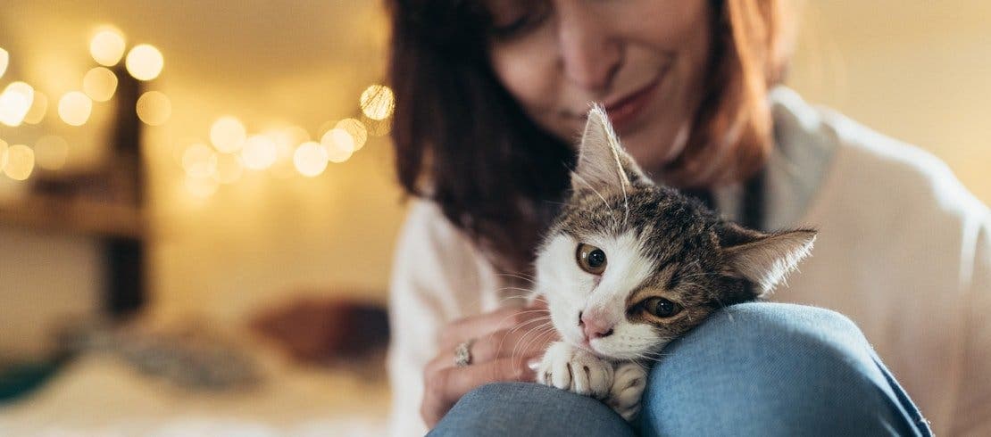 女性の膝の上でくつろぐタビー柄の猫