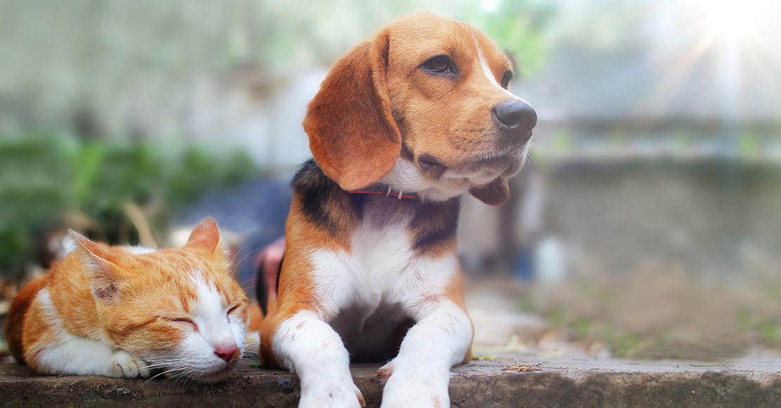 Milbemax till hund och katt