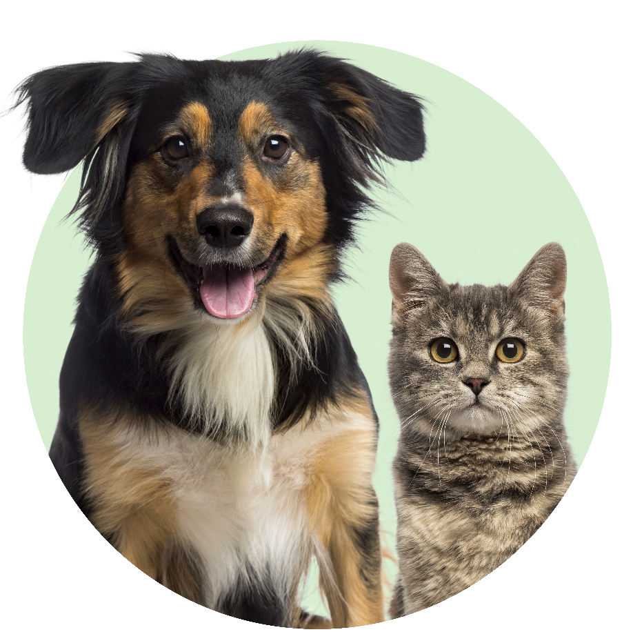 Your Pet & You. For Pet Owners of Dogs and Cats