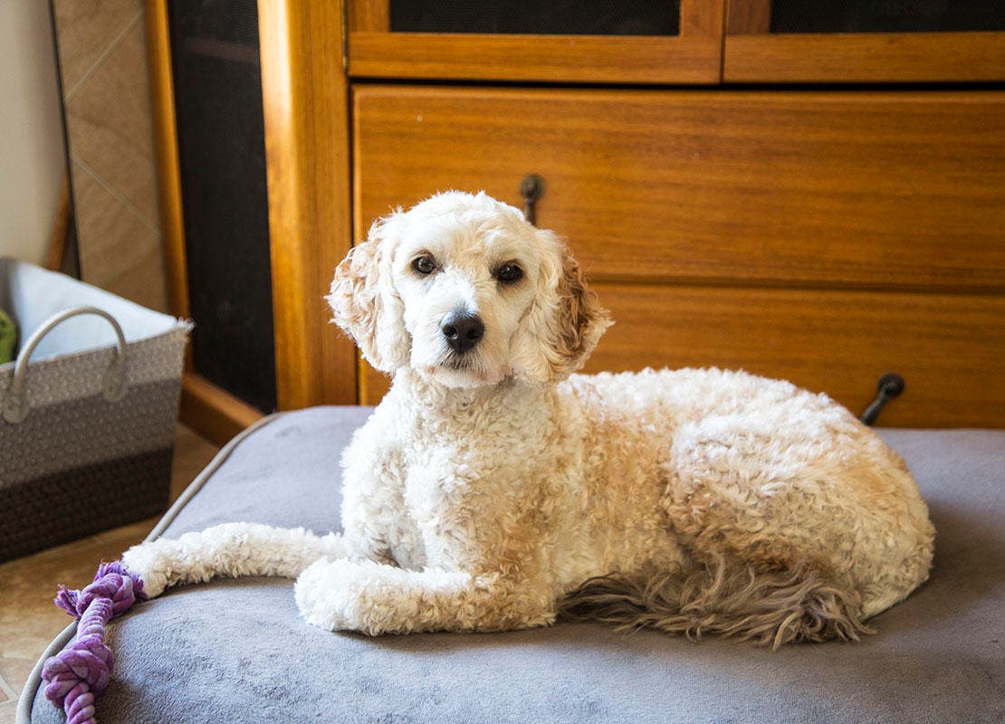 Labradoodle kutyapárnán rágójátékkal