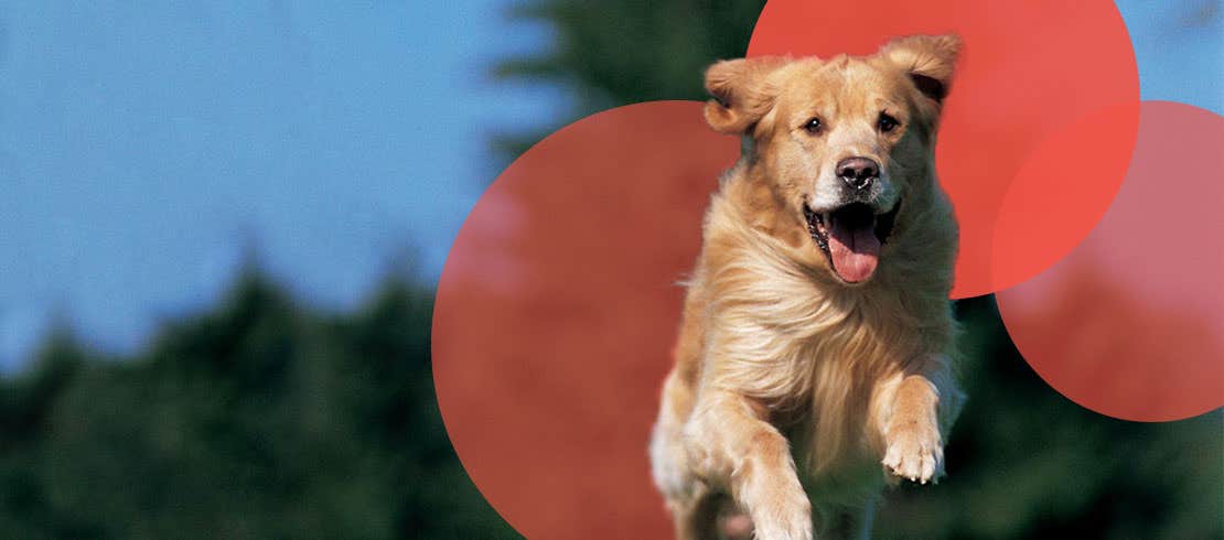 A golden retriever running through a grass field.