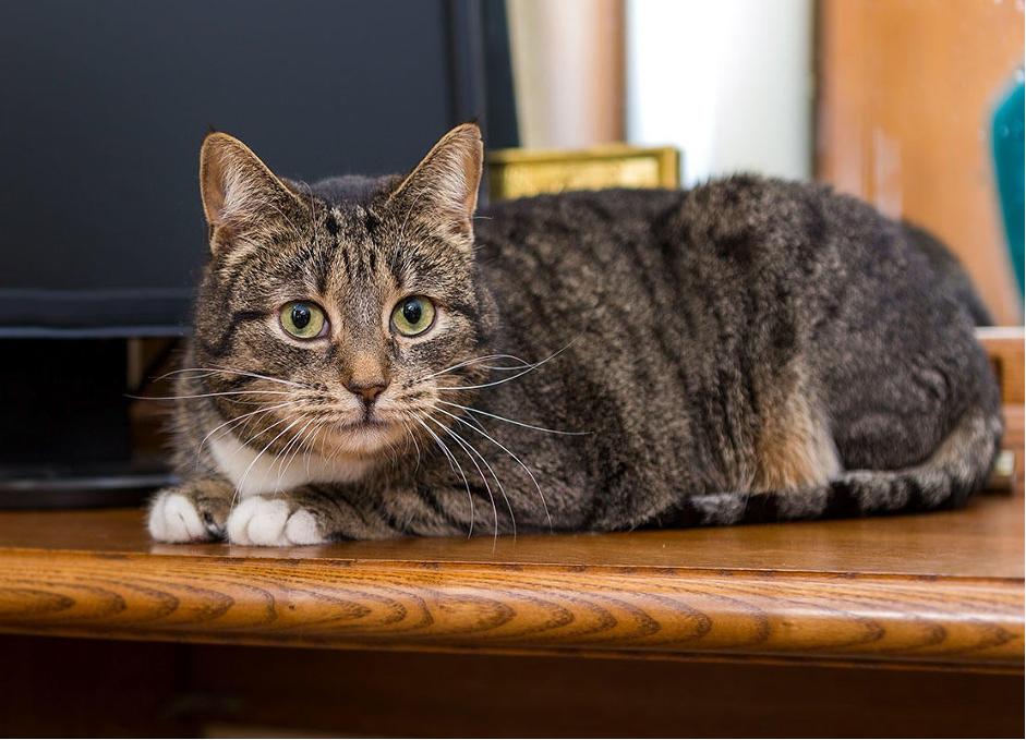 Cat sitting on step