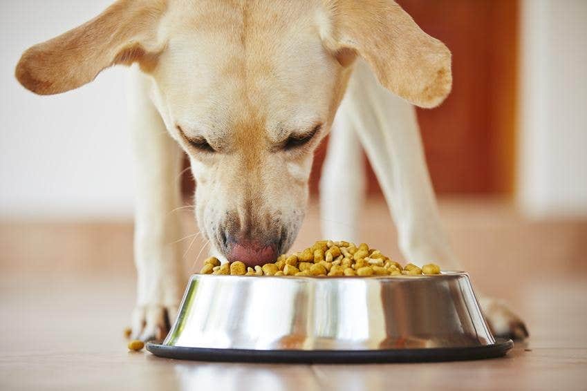 Cómo elegir la mejor comida para perros