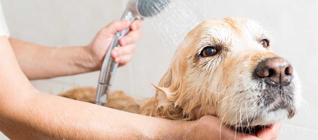 Pet owner bathing a Golden Retriever in bathtub with hand-held shower head.