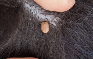 Tick on black pet