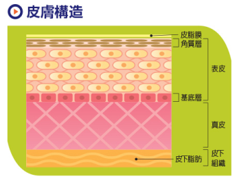 皮膚構造