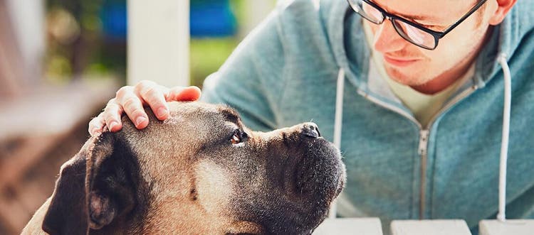 Ein großer Hund legt seinen Kopf auf einen Picknicktisch und wird von seinem Besitzer liebevoll gestreichelt
