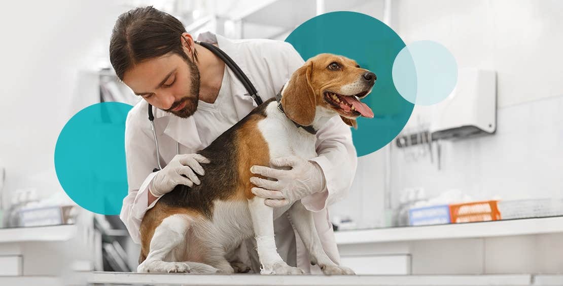 Dog sitting on a vet table being examined