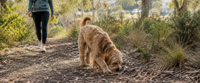 Dog on walk in park