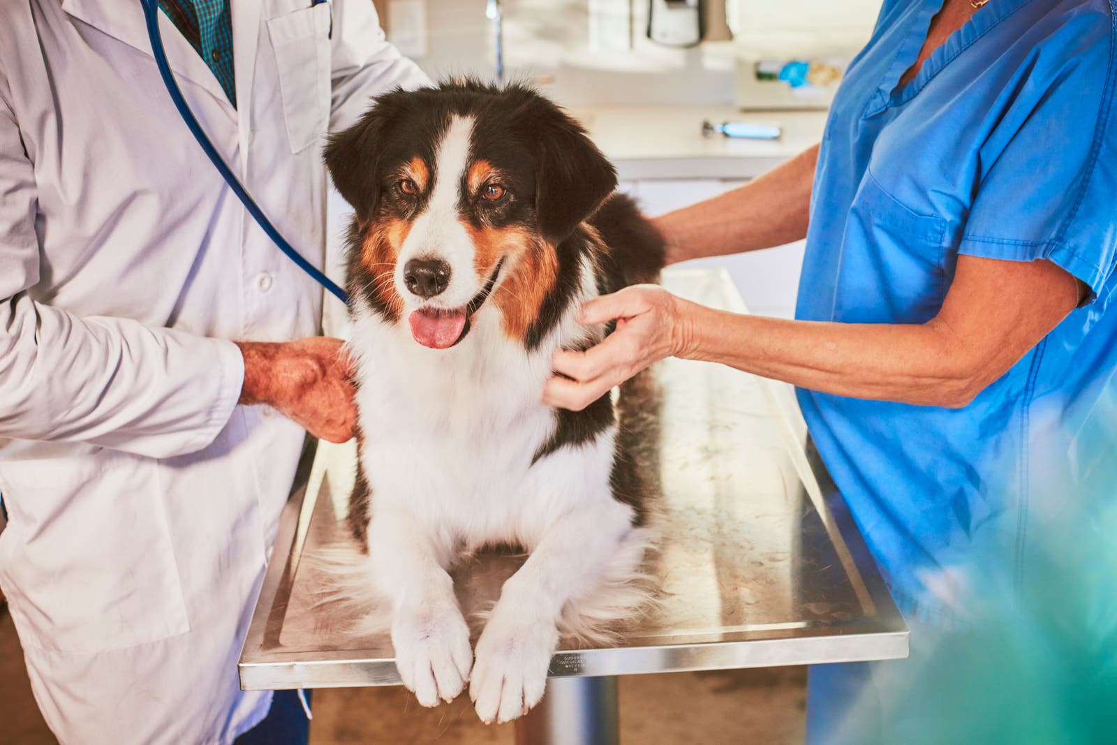 dog on table being examined by veterinarian