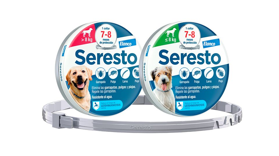 Perro con collar Seresto premium