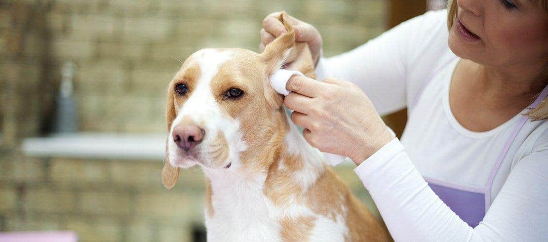 baasje maakt oor schoon van hond