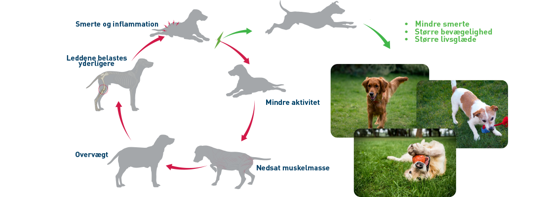 Sådan ser du bedring i din hunds smerter