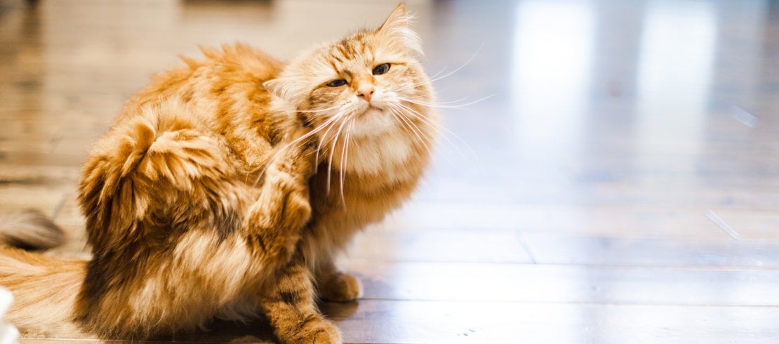 An orange British Longhair cat scratching their head.