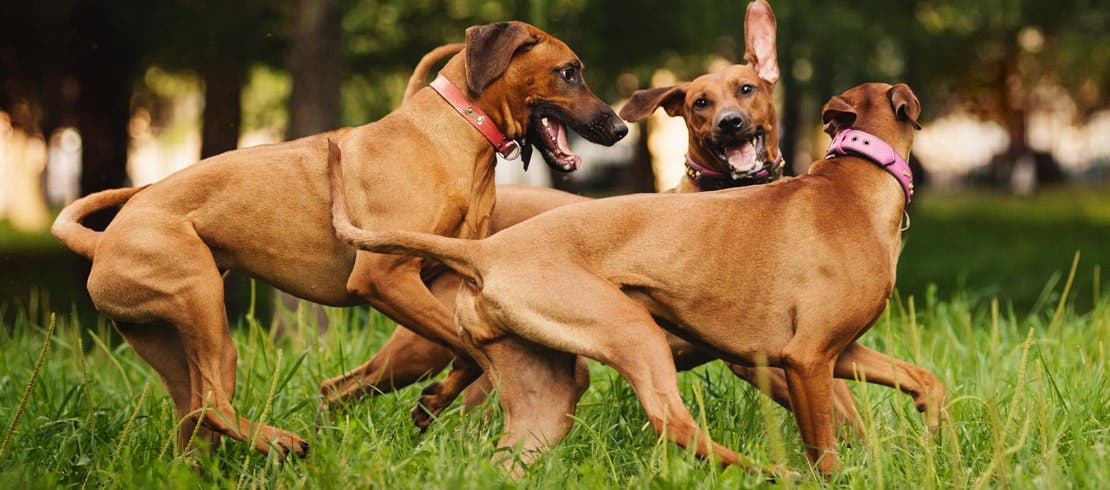 Three brown dogs playing together in a dog park.