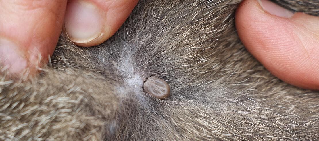 dog hair parasite