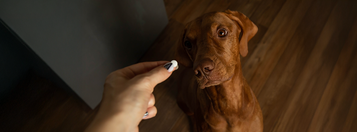 Tutor oferecendo um comprimido antipulgas para cachorro