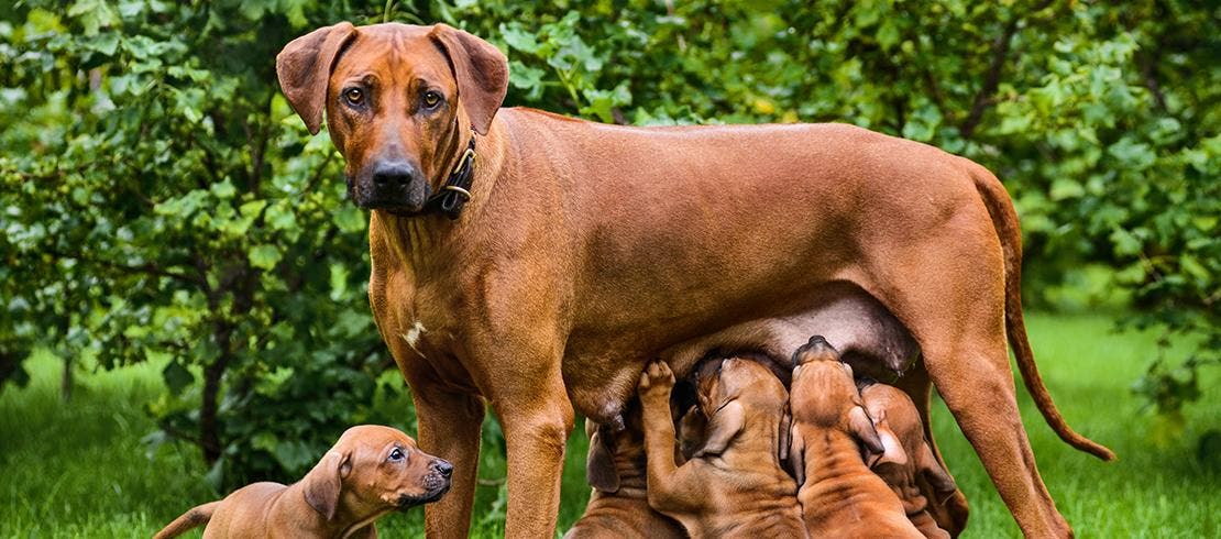 puppies suckling their mother