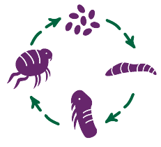 Flea lifecycle