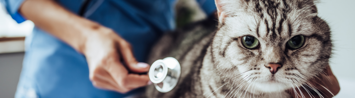 Otyłość u kotów i psów: jak kontrolować wagę pupila? [