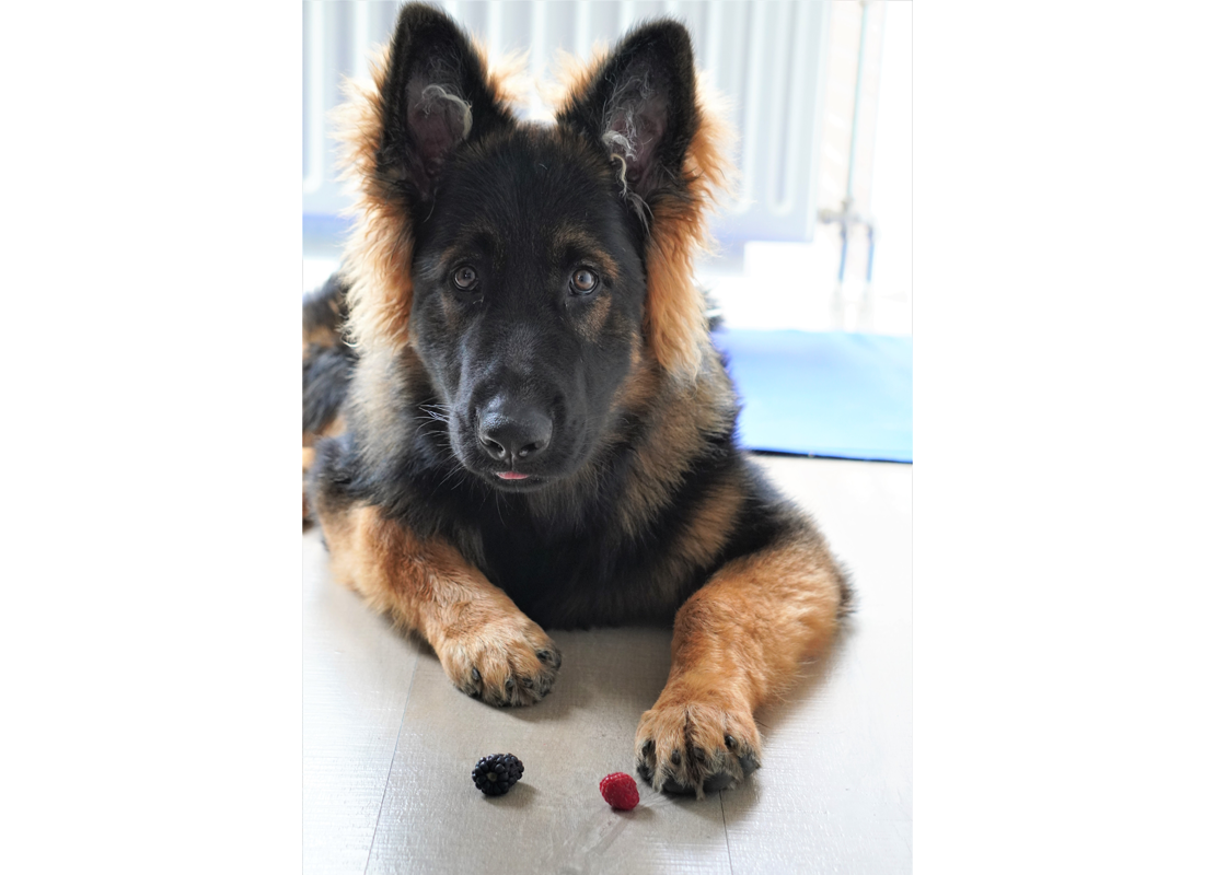 puppy_otto_met_snacks