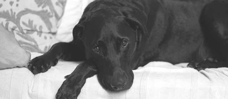 Hund med symptomer på lungeorm ser trist ud