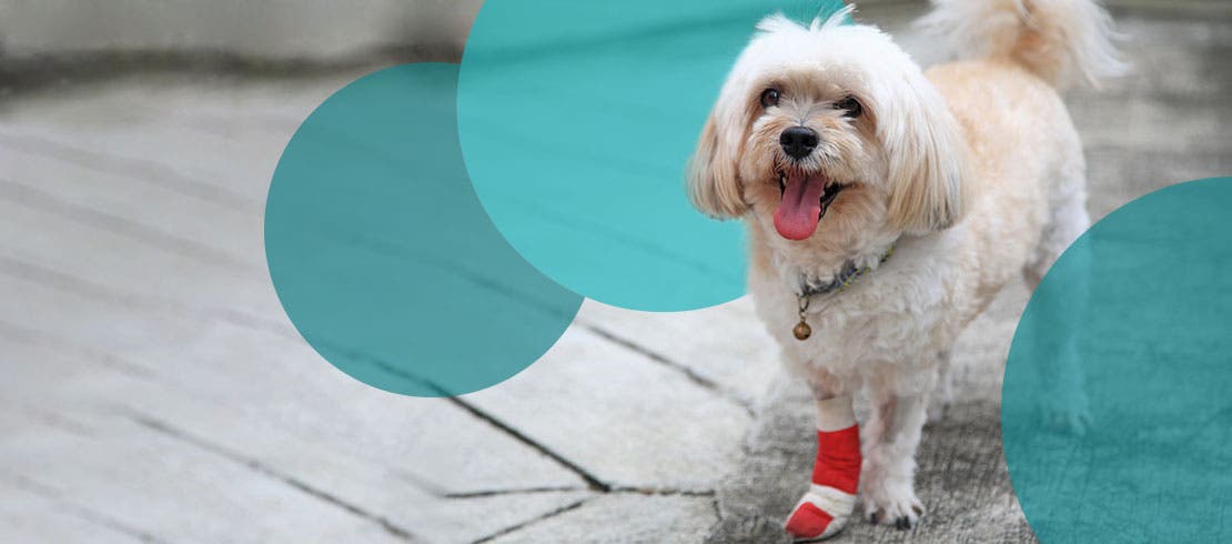 Happy dog limping with bandage on swollen paw 