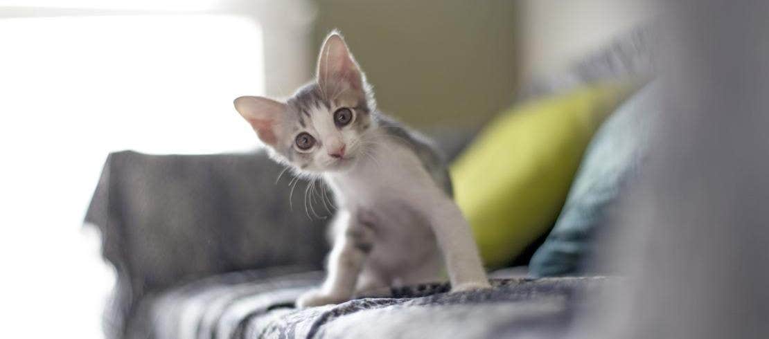 kitten sitting on couch