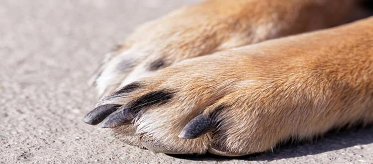 Close das unhas de um cachorro.