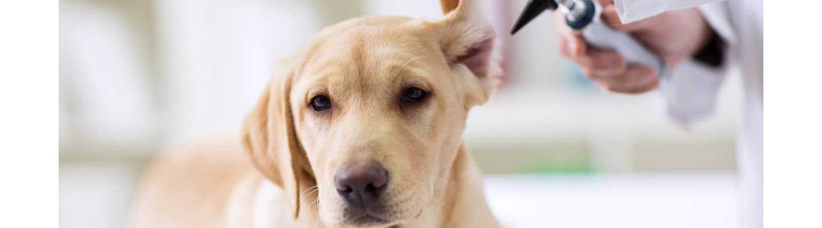 Labrador having ear checked by vet