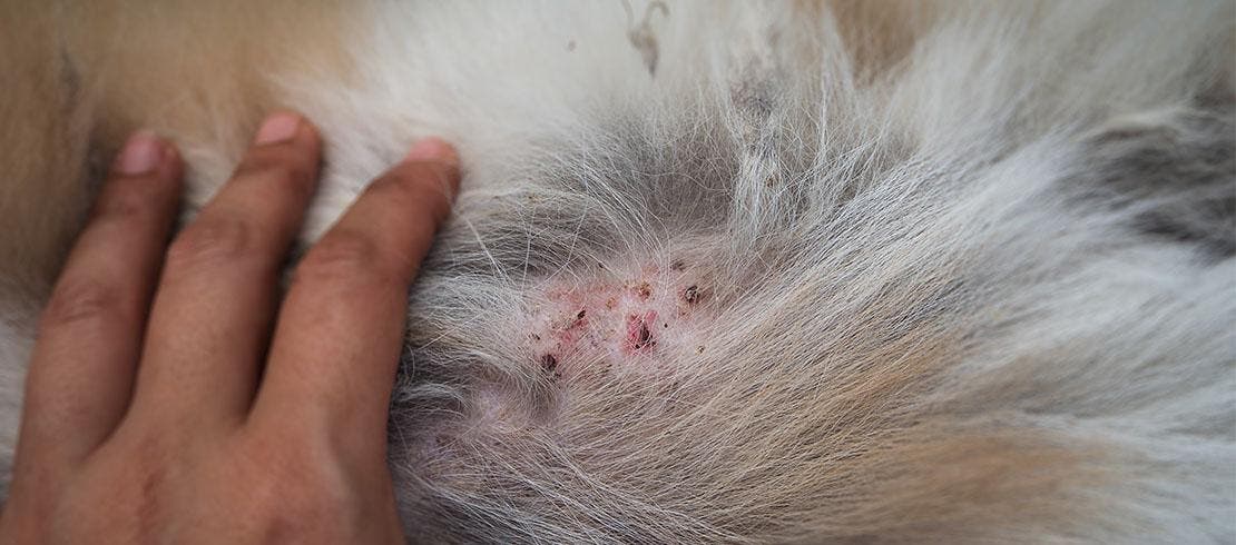 Hand parting pet fur to reveal red inflamed spots on skin