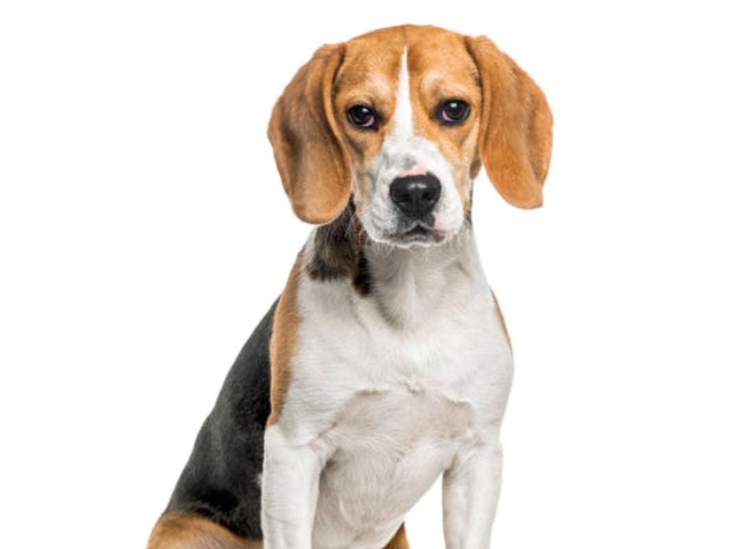 Cachorro Beagle olhando para a câmera