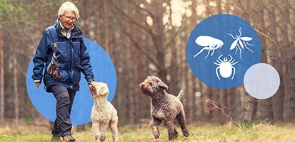 Human and dogs walking in front of a forest background with colorful bubbles, one of which has white fleas, ticks and mosquito 