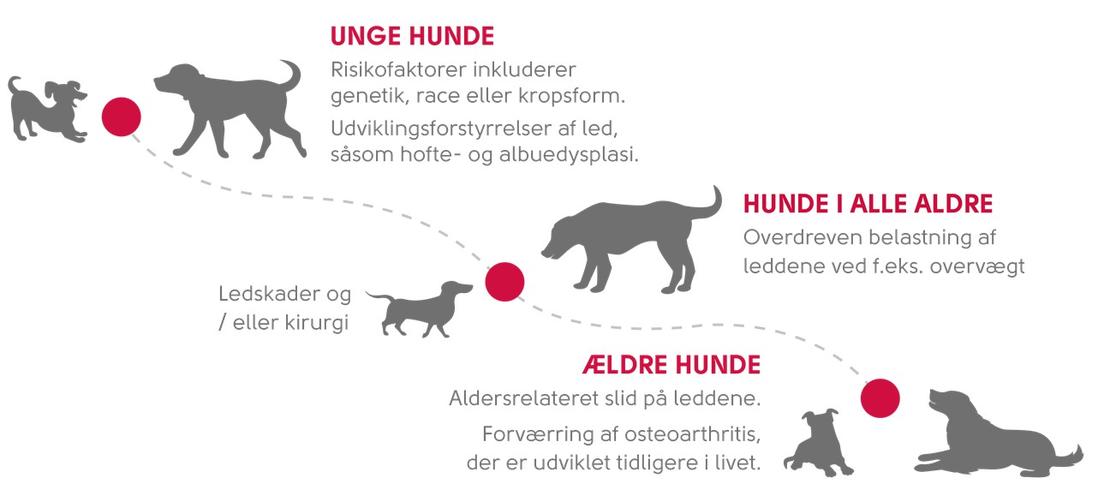 Abe Karakter podning Har din hund slidgigt? – symptomer, behandling og forebyggelse