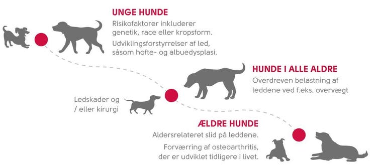 Slidgigt kan opstå hos hunde i alle aldre