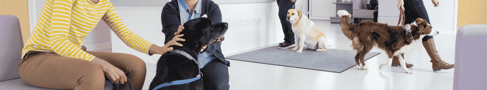 What are the treatment options for a dog with arthritis?