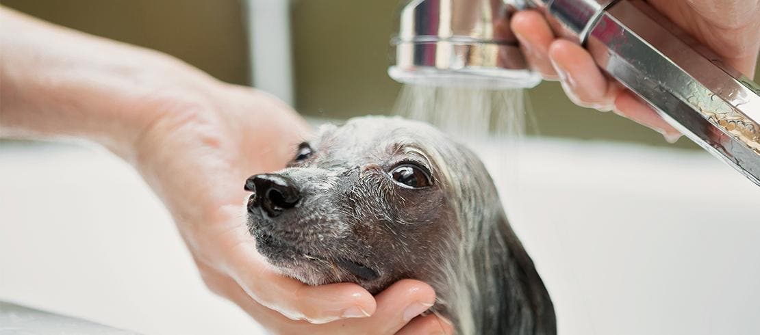 Kutyát bolha elleni samponnal fürdetnek meg.