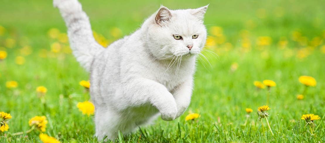 A white British Shorthair hopping through a yellow daisy field.